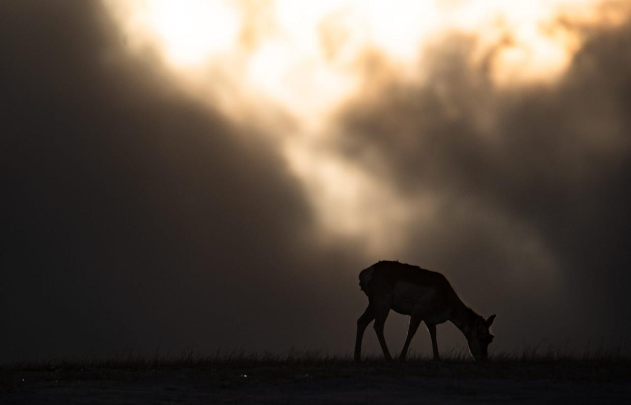 A pronghorn grazes near Walden, Colorado on March 13, 2023.