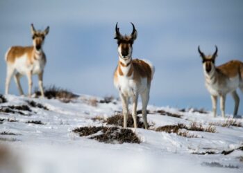 More than 150 pronghorns hit, killed on Colorado roads as animals sought shelter from snow