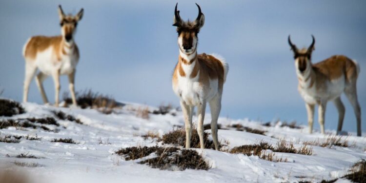 More than 150 pronghorns hit, killed on Colorado roads as animals sought shelter from snow