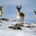 More than 150 pronghorns hit, killed on Colorado roads as animals sought shelter from snow