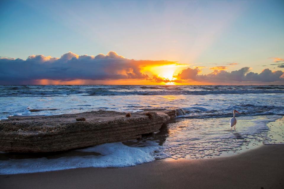 Ibis beach in Melbourne Florida, the sun rises over the ocean as the waves wash onto the shore and a bird walks across the sand.