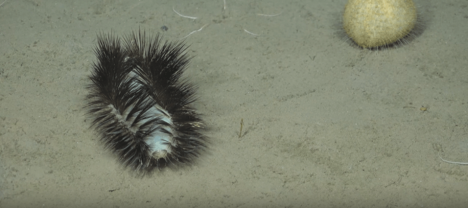 The expedition is taking place under the Challenger 150 Programme, a decade-long deep-sea research initiative backed by UNESCO's oceanographic commission