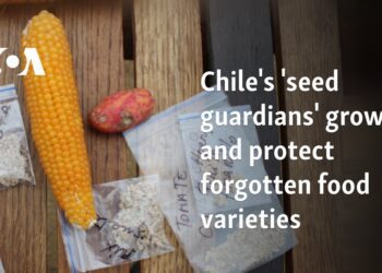 Chile's 'seed guardians' grow and protect forgotten food varieties 