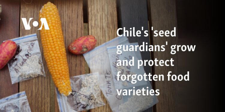 Chile's 'seed guardians' grow and protect forgotten food varieties 