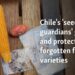 Chile's 'seed guardians' grow and protect forgotten food varieties 