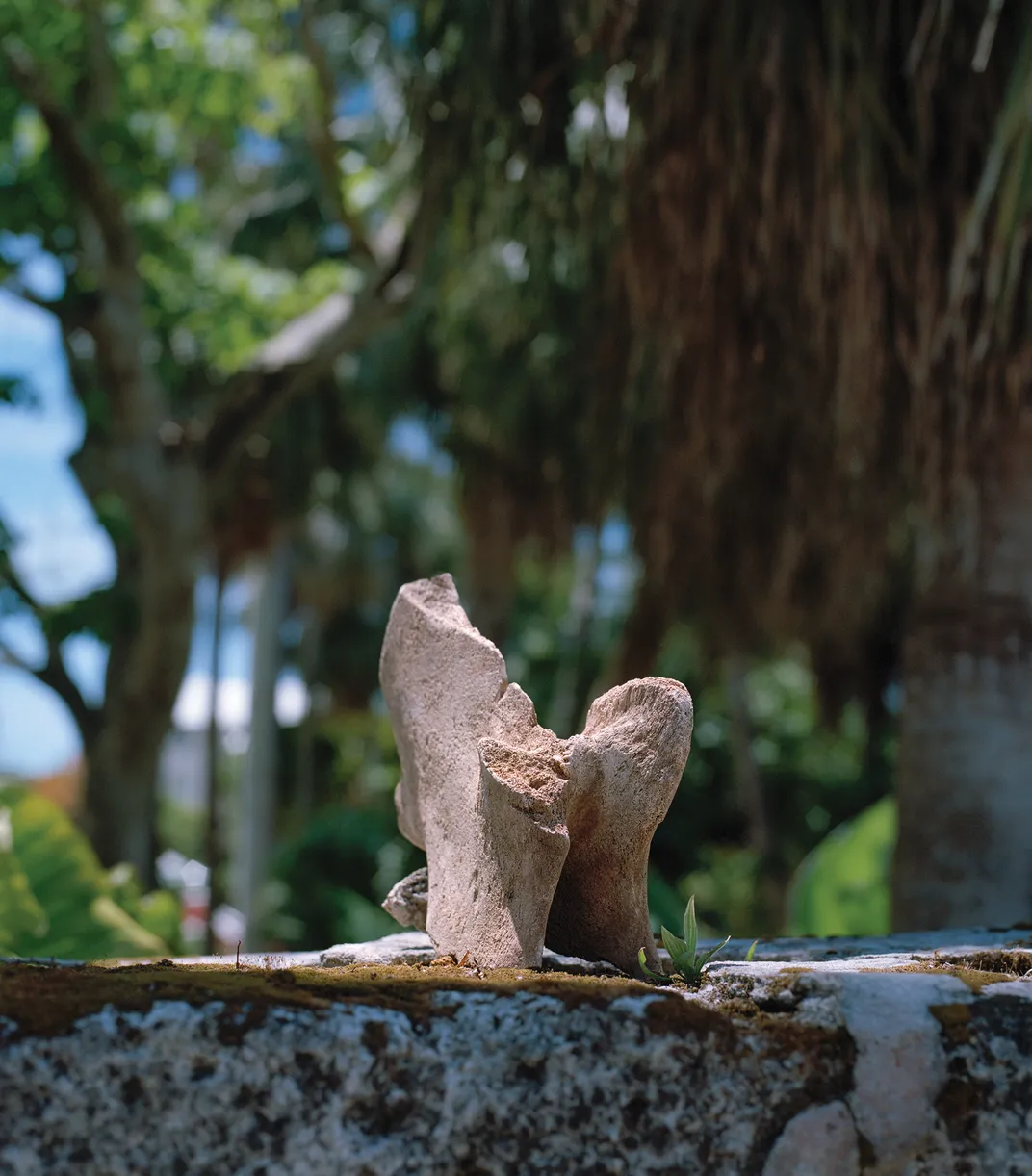 Whale bones