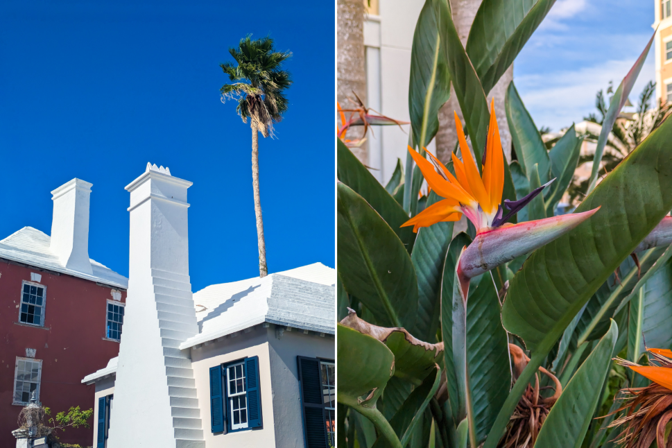 A photo of a traditional Bermudian building with a bright white stepped chimney, set against a deep blue sky and flanked by a tall palm tree. On the right, a close-up of a vibrant orange Bird of Paradise flower amidst green foliage.