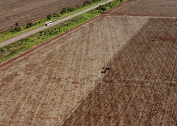 South America projected to expand acreage – AgriNews