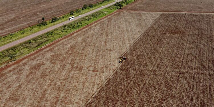 South America projected to expand acreage – AgriNews