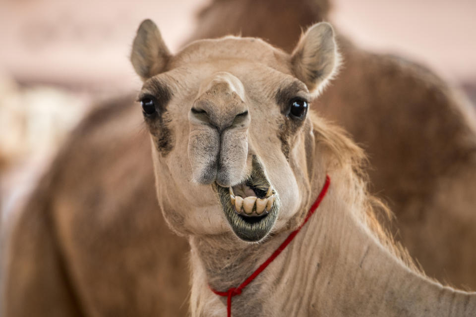 A camel with a curious expression looks directly at the camera, showcasing its prominent teeth and distinctive features