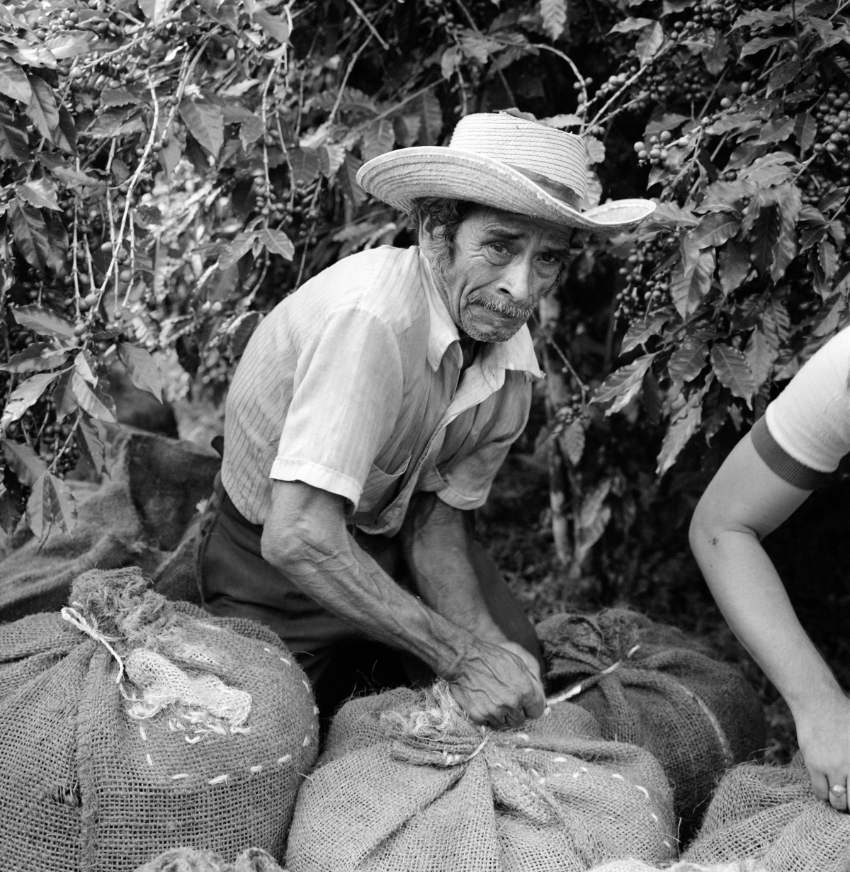 Salvadoran laborers load bags of freshly picked coffee beans destined for export at a privately owned coffee farm in Santa Tecla, El Salvador, in October 1982.