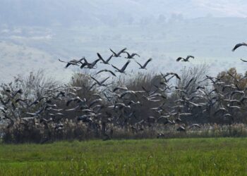 CDC confirms first child in United States infected with bird flu