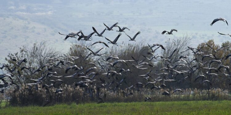 CDC confirms first child in United States infected with bird flu