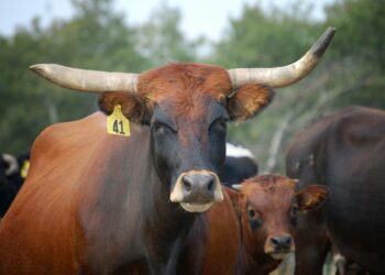 Mexico notifies U.S. of New World screwworm detection