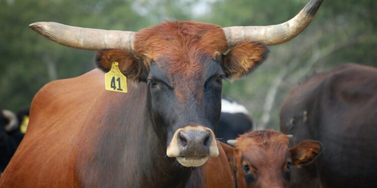 Mexico notifies U.S. of New World screwworm detection