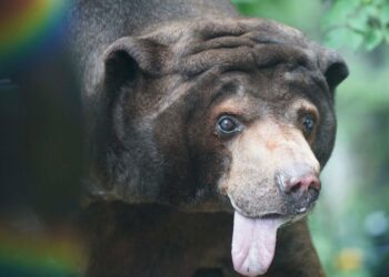 Topeka Zoo's Ho Ho, thought to be North America's oldest sun bear, dies at 35