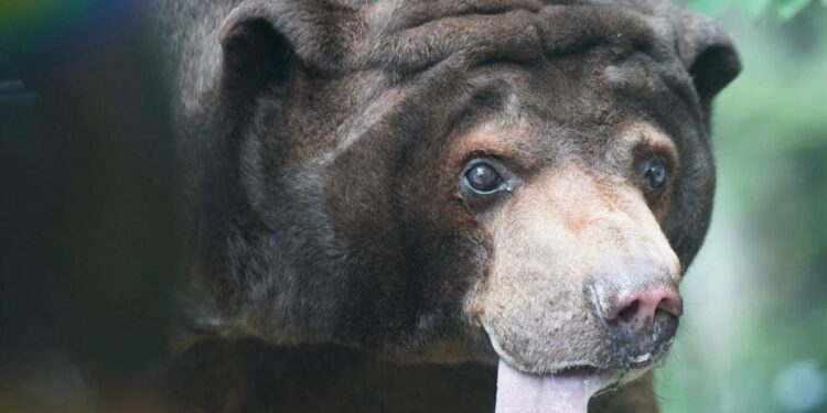 Topeka Zoo's Ho Ho, thought to be North America's oldest sun bear, dies at 35