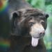 Topeka Zoo's Ho Ho, thought to be North America's oldest sun bear, dies at 35