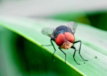 Mexico Notifies United States of New World Screwworm Detection