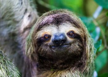Know all about South America’s underground caves built by extinct giant sloths