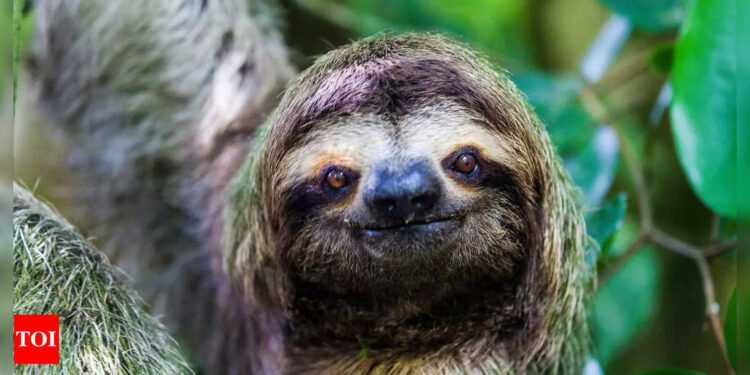 Know all about South America’s underground caves built by extinct giant sloths