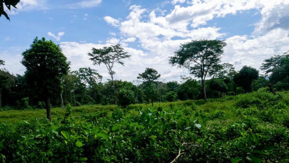 The Santa Adelaida farm in western El Salvador has suffered from indiscriminate logging for more than two decades. This will continue so that a solar farm can be installed on the property to supply energy to a bitcoin farm. Credit: Edgardo Ayala / IPS