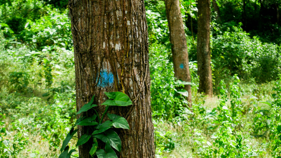 In many parts of the Santa Adelaida estate, trees are marked with light blue paint, a clear sign that they will soon be felled. Credit: Edgardo Ayala / IPS