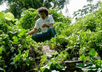 Deforestation for Bitcoin: Solar Project Sparks Controversy in El Salvador