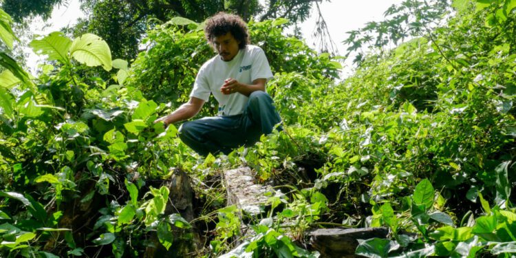 Deforestation for Bitcoin: Solar Project Sparks Controversy in El Salvador