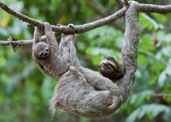 A practical guide to traveling in Central America