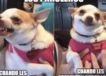 A pro-Trump meme seeks to spread a lie about Nicaraguan immigrants