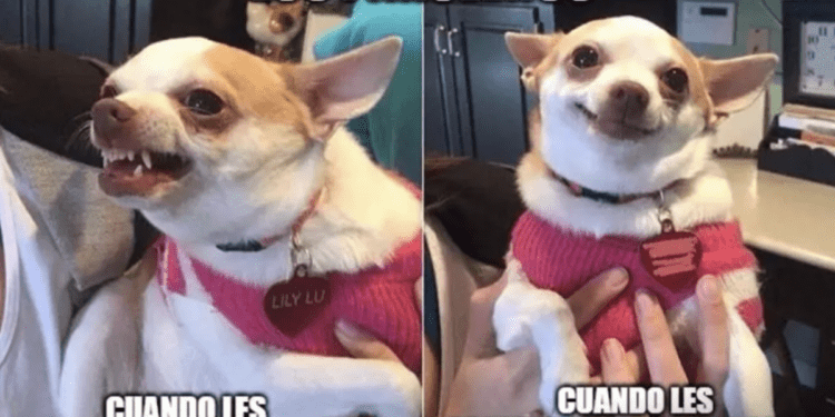 A pro-Trump meme seeks to spread a lie about Nicaraguan immigrants