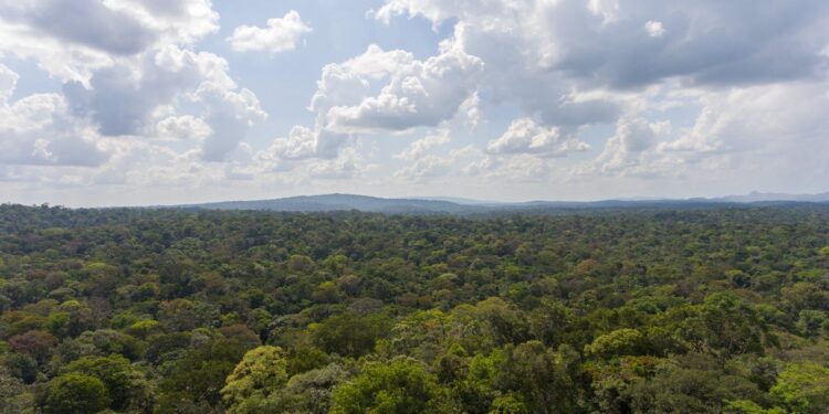 An agreement ends resistance to a renewable energy plant in French Guiana… but is it energy justice?