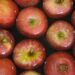 An in-depth analysis of Latin America's apple industry