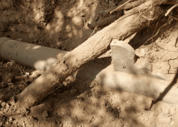 Arizona researchers unearth oldest gun in US, dating back centuries