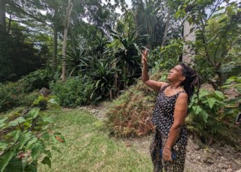 Barbados Slowly Turns Toward Sustainability. But Is There Enough Time?