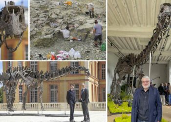 Biggest and ‘most complete’ dinosaur skeleton to go on sale on November 16