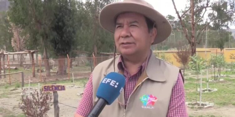 Bolivia conmemora el Día Internacional del Jaguar con acciones para proteger a este felino