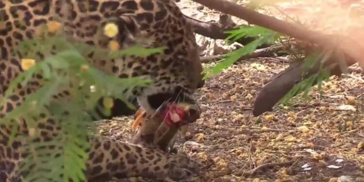 Bolivia conmemora el Día del Jaguar para promover el cuidado del mayor felino de América