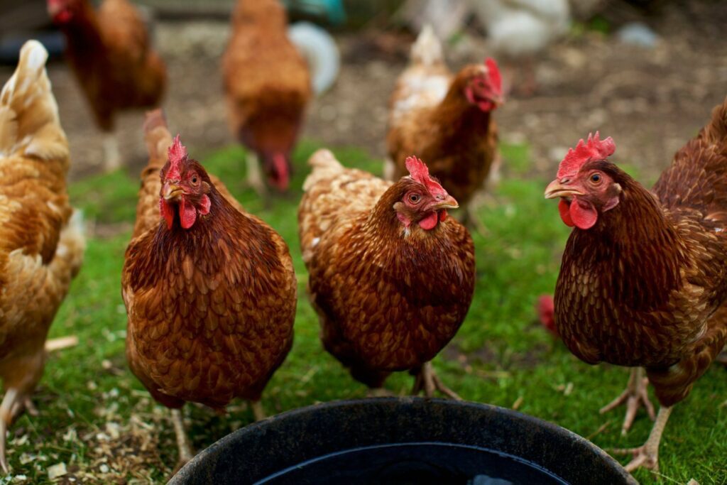 Canadian Hens