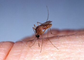 Cayman records first imported case of Oropouche virus