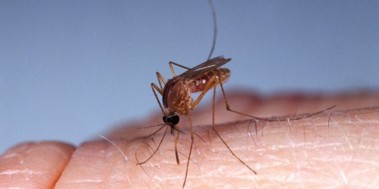 Cayman records first imported case of Oropouche virus