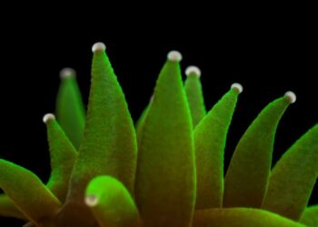 Children’s museum to open photo exhibit displaying local reefs and restoration | News