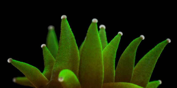 Children’s museum to open photo exhibit displaying local reefs and restoration | News