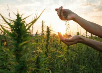 Costa Rican Constitutional Court Strikes Down Recreational Cannabis Referendum