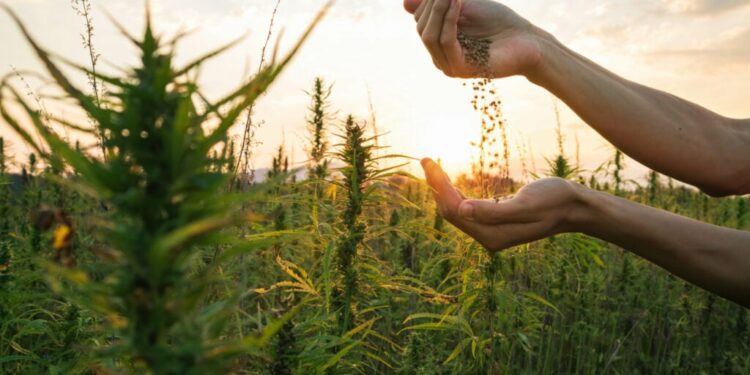 Costa Rican Constitutional Court Strikes Down Recreational Cannabis Referendum