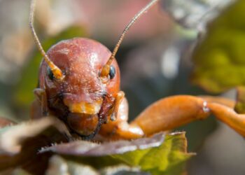 Did a Los Altos man find a South American cricket in his yard?