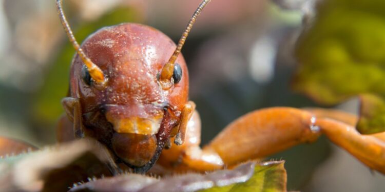 Did a Los Altos man find a South American cricket in his yard?
