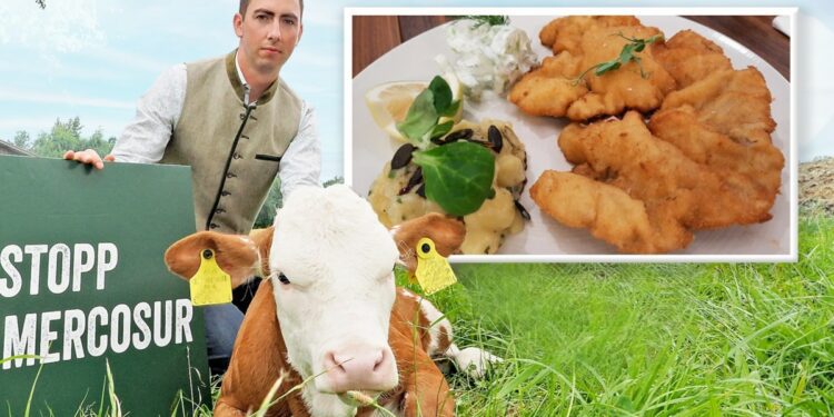 Dispute over Mercosur pact - Farmers criticize: hormone-laced schnitzel from Brazil