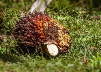 Guatemala palma aceitera bosques áreas protegidas